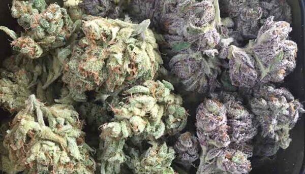 Purple vs Green Weed: Whats the difference?